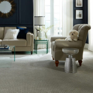 Cute puppy on sofa | St.Francis Flooring Inc.